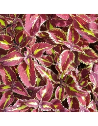 Coleus 'Saturan' - Solenostemon