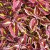 Coleus 'Saturan' - Solenostemon