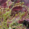 Coleus 'Star Pride'-Solenostemon