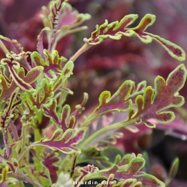 Coleus 'Star Pride'-Solenostemon