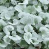 Dichondra argentea 'Silver Falls'