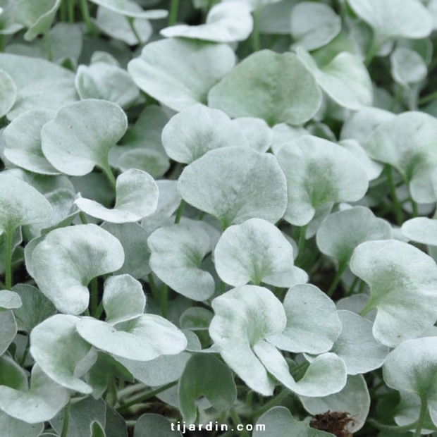 Dichondra argentea 'Silver Falls' Dichondra argentea 'Silver Falls'