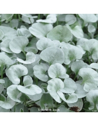 Dichondra argentea 'Silver Falls'