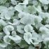 Dichondra argentea 'Silver Falls' - Dichondra argenté 