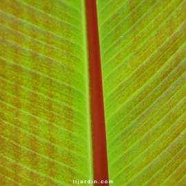 Ensete 'Maurelli'