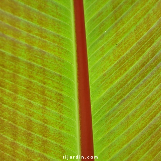 Ensete 'Maurelli'