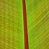 Musa Ensete 'Maurelli' - Bananier d'ornement