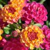 Lantana camara 'Lucky Sunrise Rose'