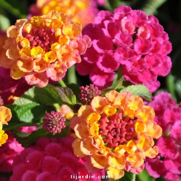 Lantana camara 'Lucky Sunrise Rose'