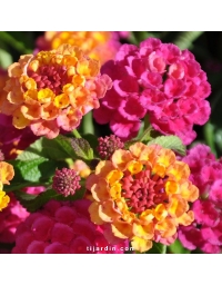 Lantana camara 'Lucky Sunrise Rose'