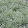 Festuca glauca 'Intense Blue'