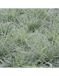 Festuca glauca 'Intense Blue'