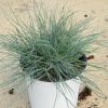 Festuca glauca 'Intense Blue'