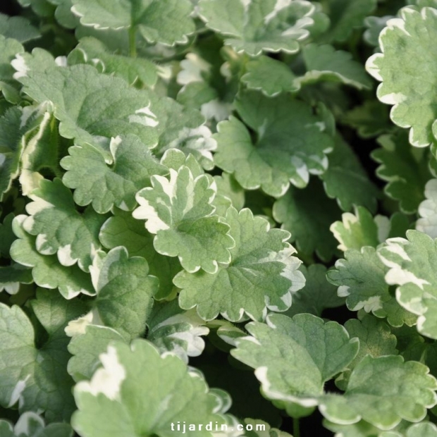 Glechoma hederacea variegata