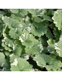 Glechoma hederacea variegata