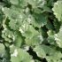 Lierre terrestre panaché - Glechoma hederacea 'Variegata'