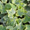 Hedera helix 'Variegata'