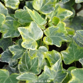 Hedera helix 'Variegata' - Lierre grimpant panaché