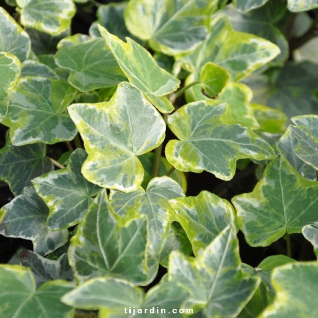 Hedera helix 'Variegata' Hedera helix 'Variegata'