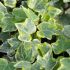 Hedera helix 'Variegata' - Lierre grimpant panaché