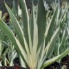 Iris japonica variegata