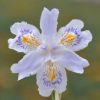 Iris japonica variegata