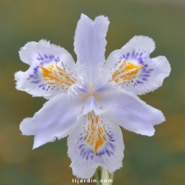 Iris japonica variegata