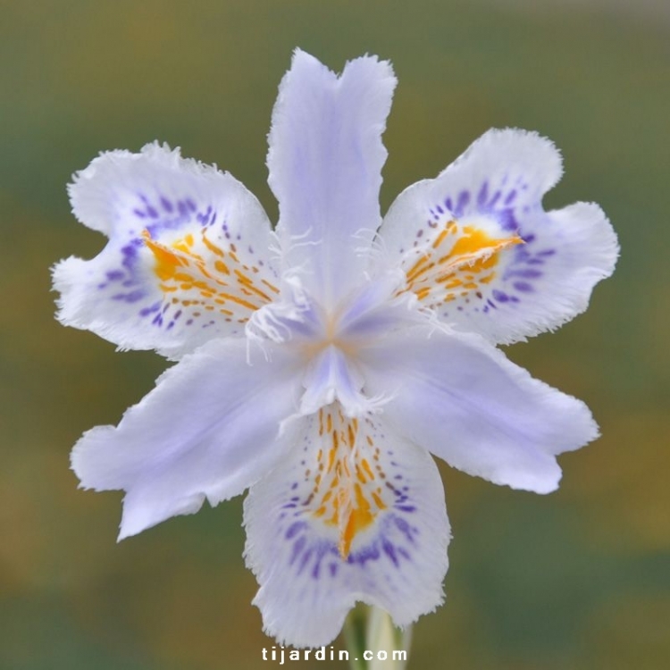 Iris du Japon : Iris Japonica variegata blanc, jaune & bleu - Tijardin