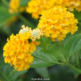 Lantana camara 'Pineapple'