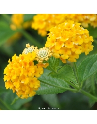 Lantana camara 'Pineapple'