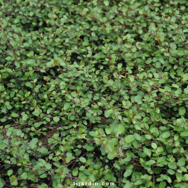 Muehlenbeckia microphylla