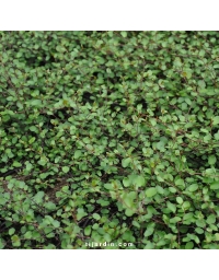 Muehlenbeckia microphylla