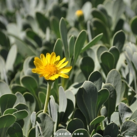 Othonopsis cheirifolia