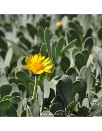Othonopsis cheirifolia - Othonne à feuilles de giroflée