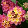 Lantana camara 'Pink Bird'