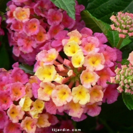 Lantana camara 'Pink Bird'