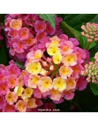 Lantana camara 'Pink Bird'