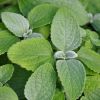 Plectranthus 'Silver Shield'