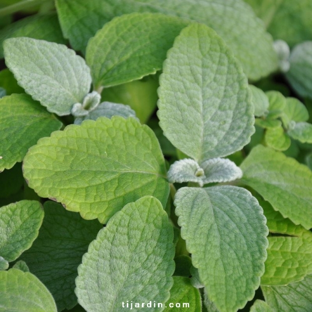 Plectranthus 'Silver Shield' Plectranthus 'Silver Shield'