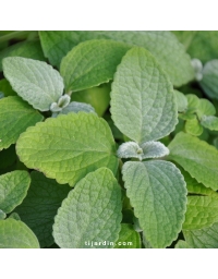 Plectranthus 'Nicoletta'