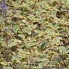 Plectranthus 'Blue Spire'