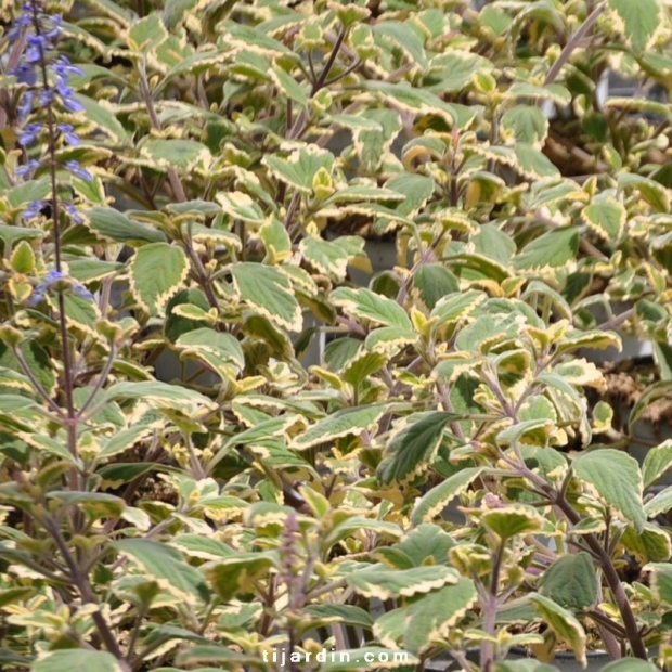 Plectranthus 'Blue Spire'