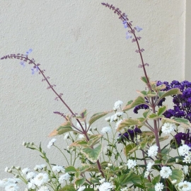 Plectranthus 'Blue Spire'