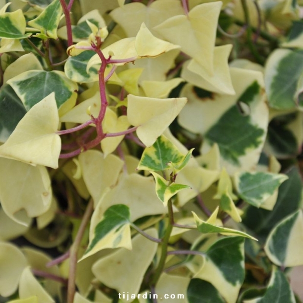 Senecio Senecon Lierre Grimpant D Interieur Panache Tijardin Senecio Senecon Lierre Grimpant D Interieur Panache Tijardin