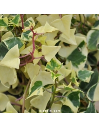 Senecio macroglossus Variegata - Seneçon-lierre