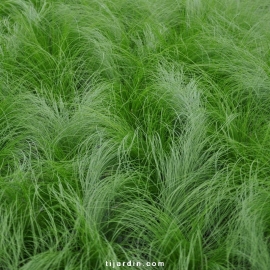 Stipa tenuissima 'Pony Tails' - Cheveux d'ange