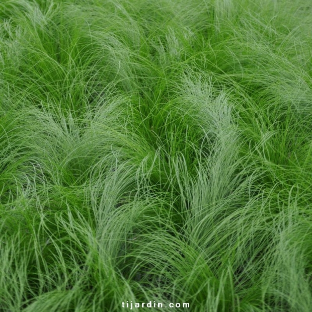 Stipa tenuissima 'Pony Tails' Stipa tenuissima 'Pony Tails'