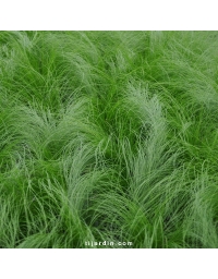 Stipa tenuissima 'Pony Tails' - Cheveux d'ange