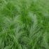 Stipa tenuissima 'Pony Tails' - Cheveux d'ange