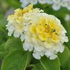 Lantana camara 'Simon Lemon'